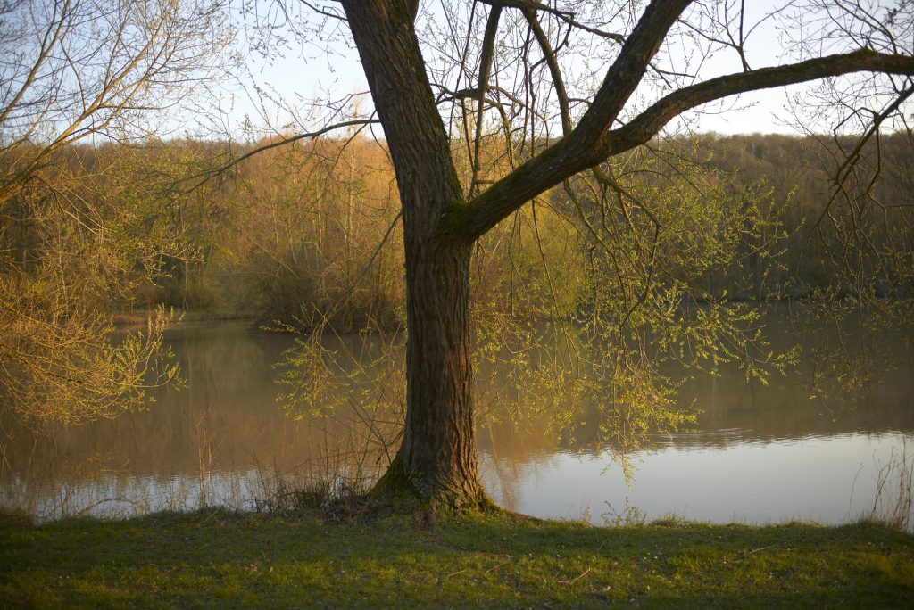 Wolfes, Markt Bibart